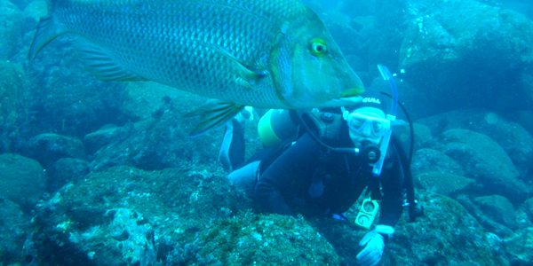 静岡 伊豆 高原の ダイビングショップ ファンダイビング
